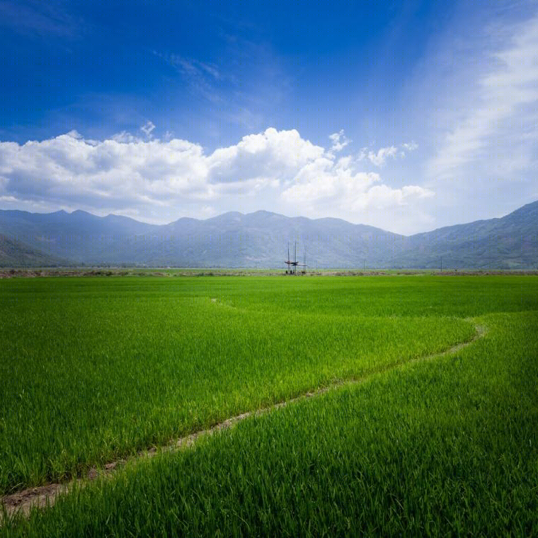 越南的田野小筑景观-7