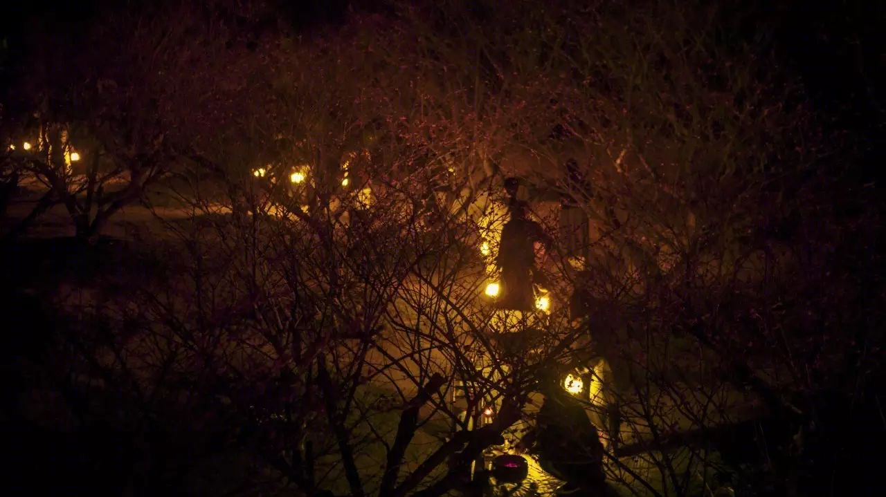 梅林寻梦 | 永嘉原野庄园梅园-59