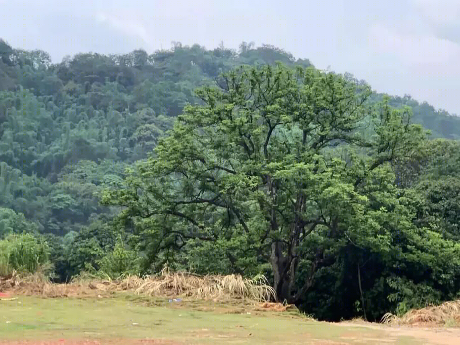 广州越秀联投知识城居山涧丨中国广州丨PTA上海柏涛-9