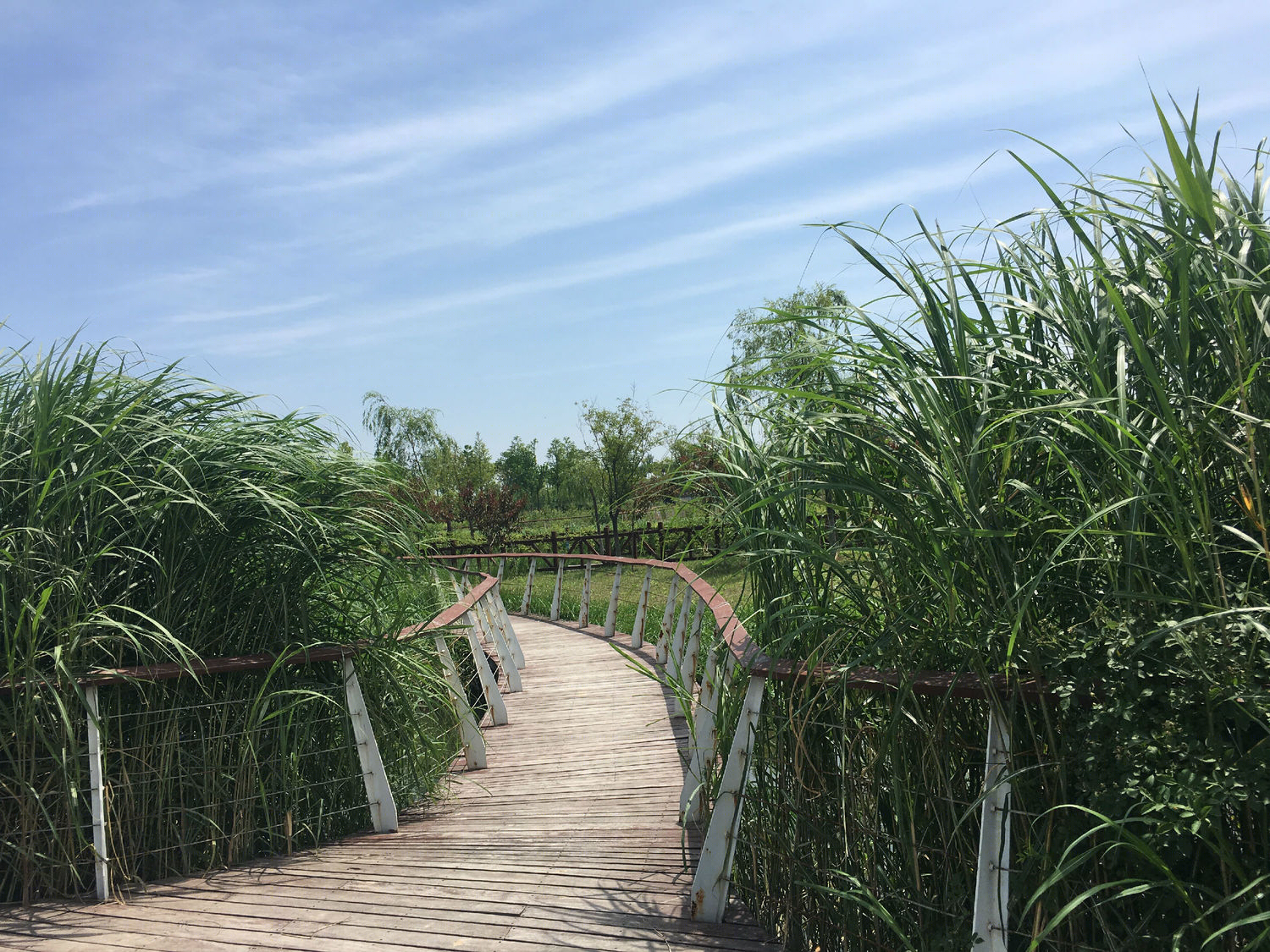 沣河滨河公园-57