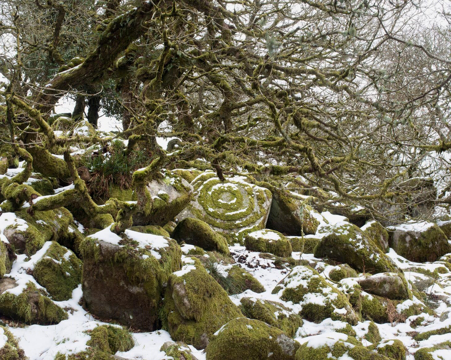 荒凉之美 | 摄影师罗伯特·达奇镜头下的 Dartmoor 末世景象-5