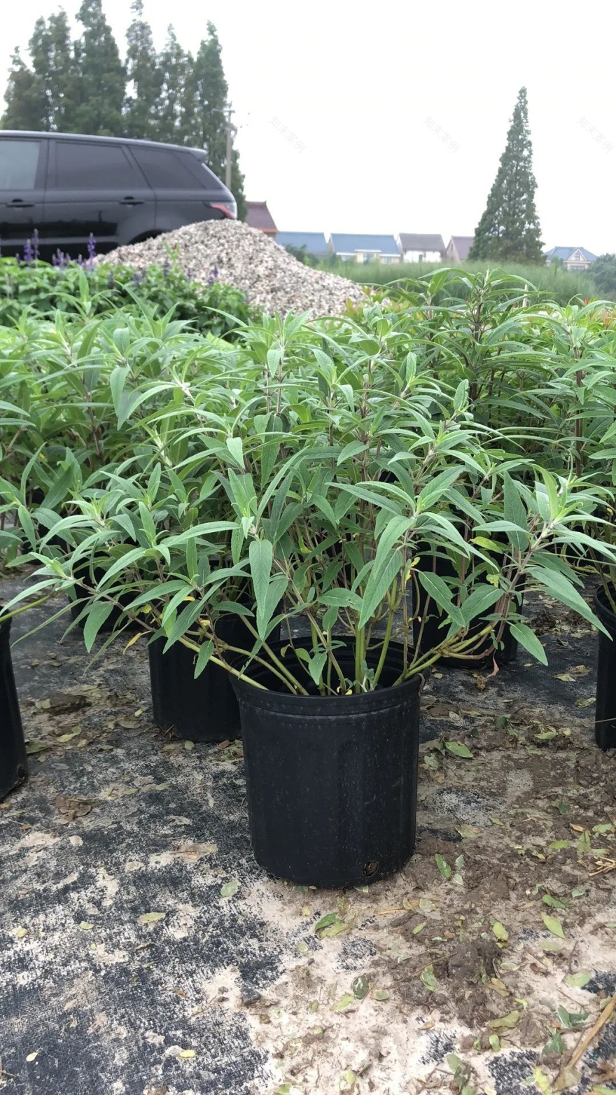 上海仁恒世纪静安 | 植物景观营造的精致艺术-120