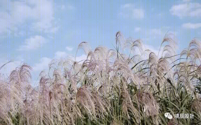 "芦苇从"咖啡馆 | 18 天打造的水岸美学空间-0