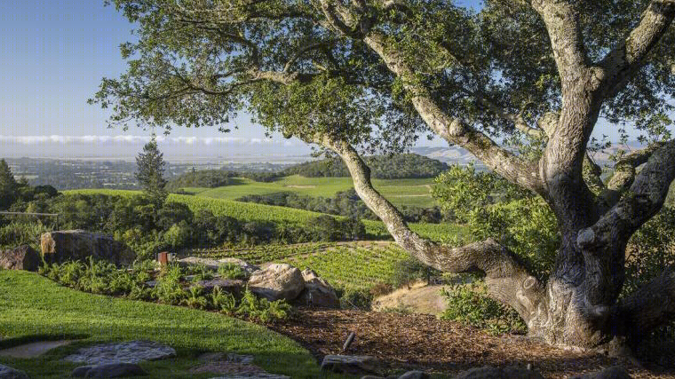 美国加州葡萄庄园（America California vineyard）-18