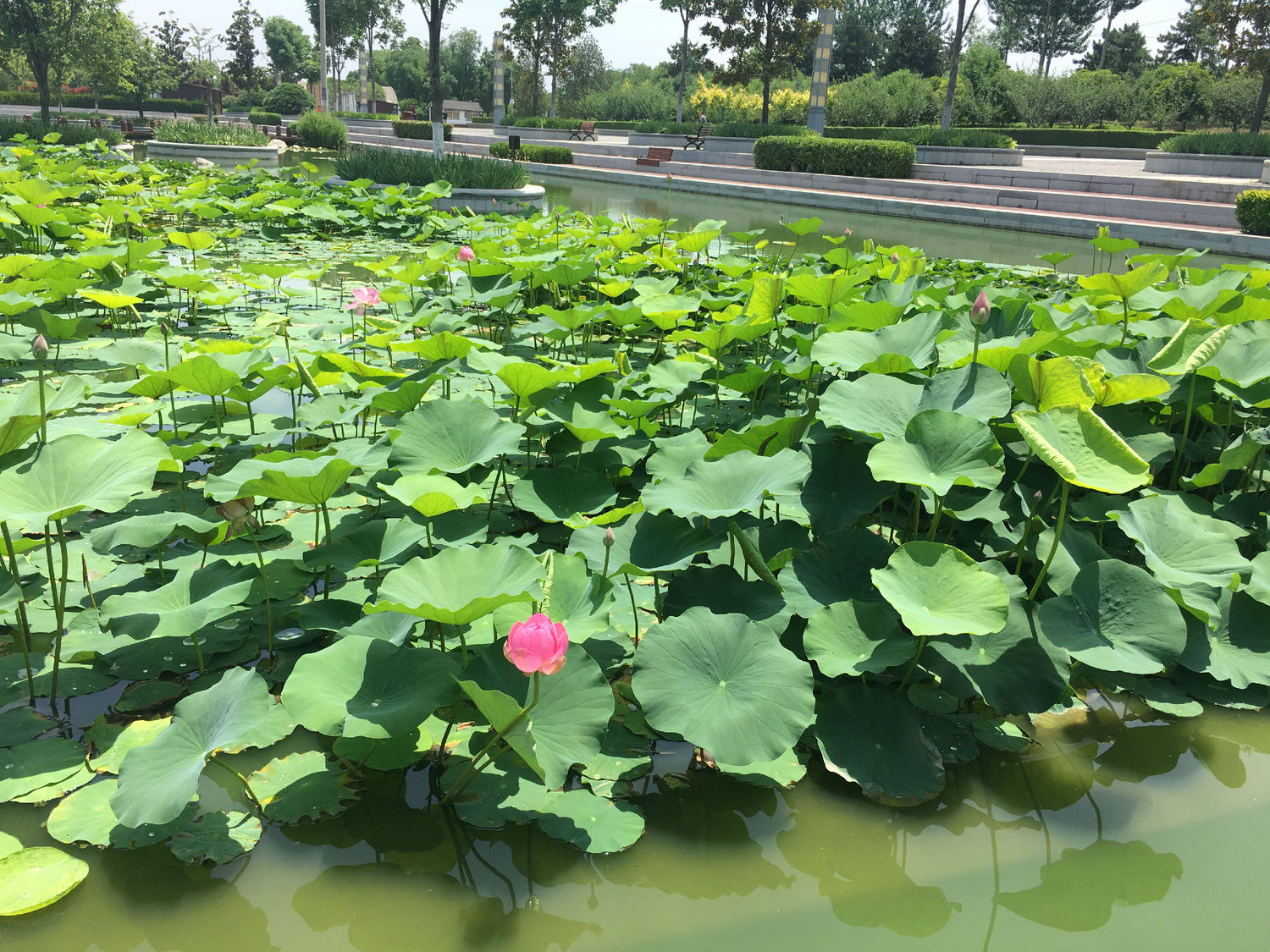沣河滨河公园-71