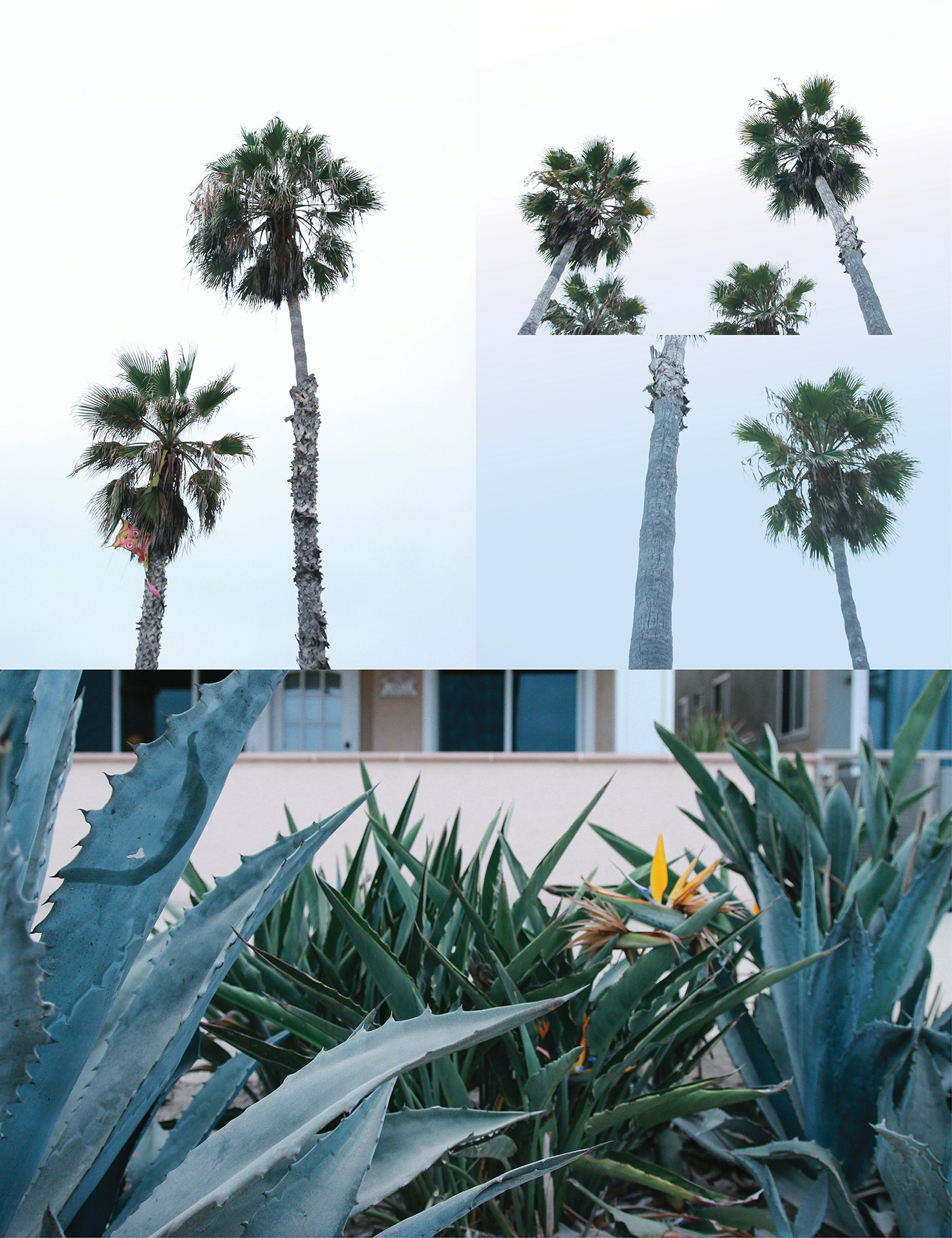 Venice Beach - California-2
