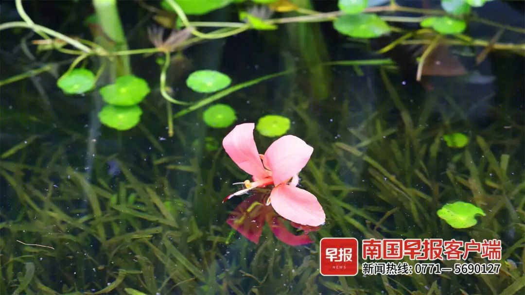 南宁“水上花海”及卧室装修丨中国南宁丨广西金堂果装饰-16