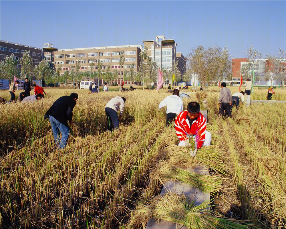 沈阳建筑大学稻田校园-21