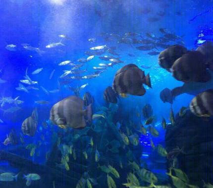 
海洋馆展示工程（海洋区） -0