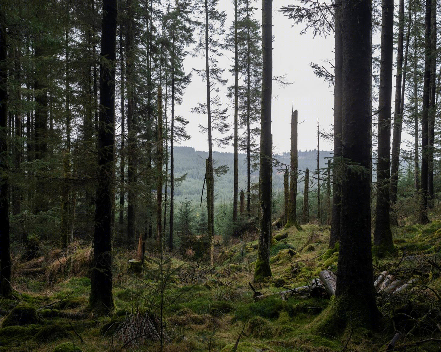 荒凉之美 | 摄影师罗伯特·达奇镜头下的 Dartmoor 末世景象-20