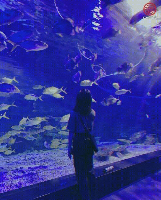 
海洋馆展示工程（海洋区） -3