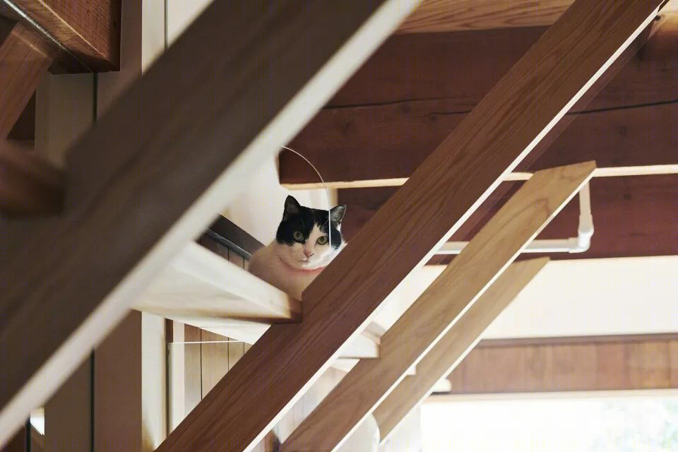 猫步抗震家-26