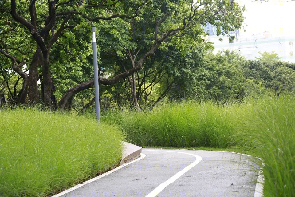 福田中康社区 | 56 棵荔枝树打造的多层次台地公园-37