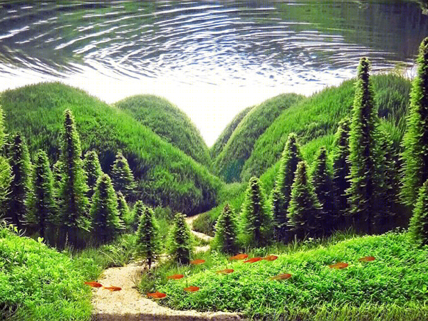 梦幻水族馆 | 水下景观的艺术创新-7