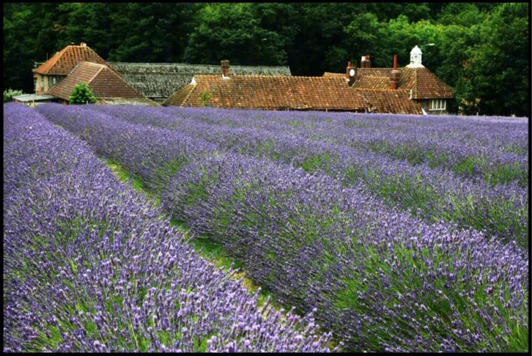 英国Mayfield薰衣草农场-7