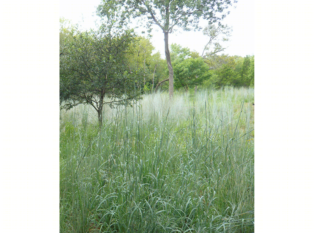2013 ASLA 住宅景观设计类荣誉奖:达拉斯庄园景观,Reed Hilderbrand LLC-44