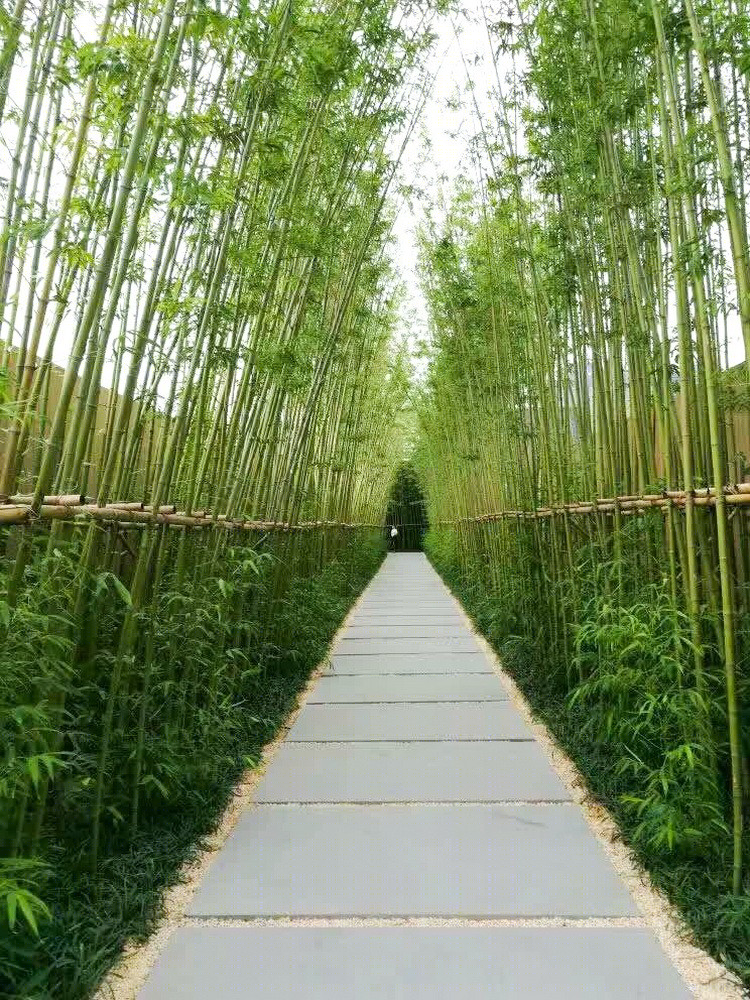 郑地美景东望-16
