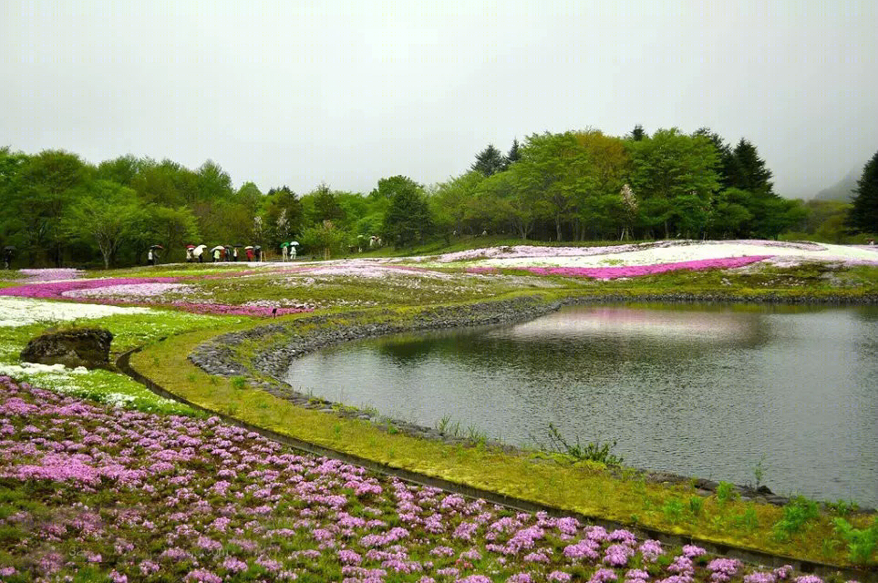 日本北海道芝樱公园-8