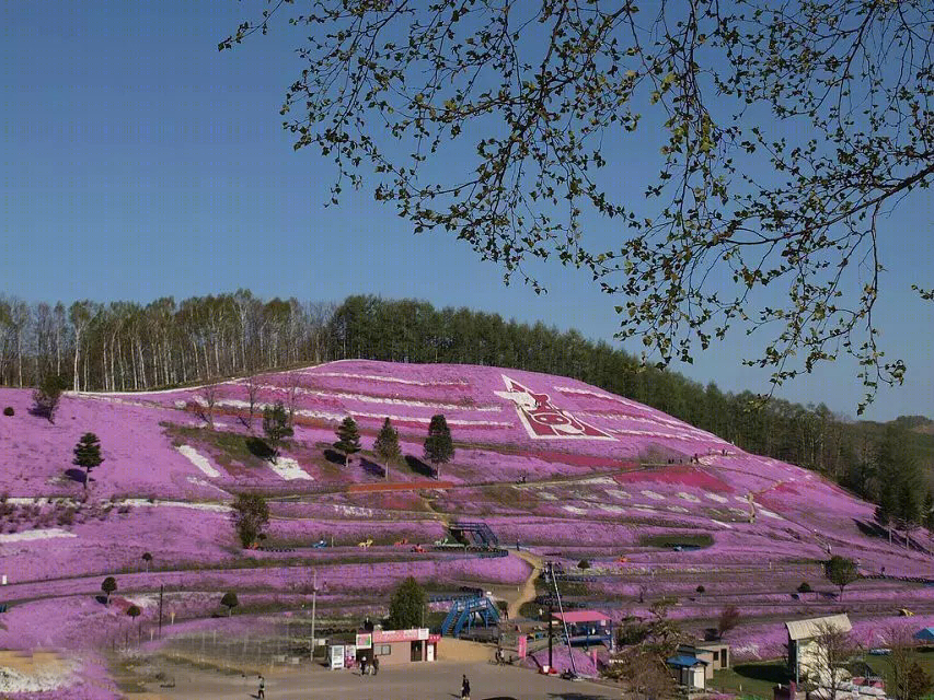 日本北海道芝樱公园-10