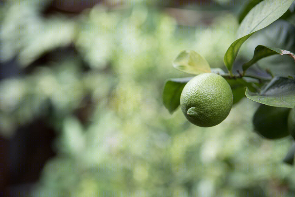 Aquas Perma Solar Firm项目-23