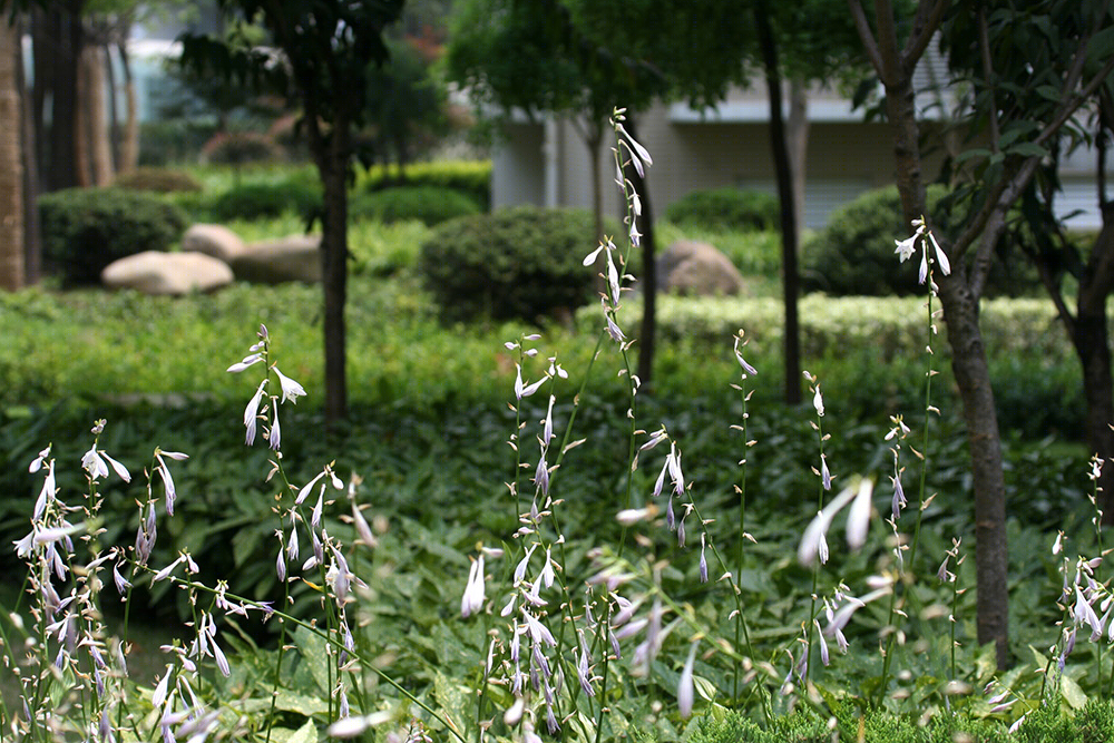 南京奥体清竹园 | 运动健康社区的景观设计-18