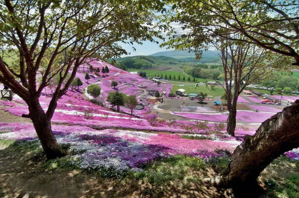 日本北海道芝樱公园-11