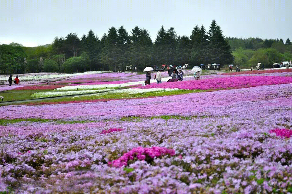 日本北海道芝樱公园-12