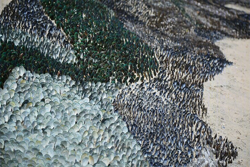 《海上的奥德赛》 | 丹麦海岸的彩色蚌壳奇观-15