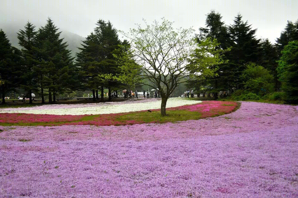 日本北海道芝樱公园-14