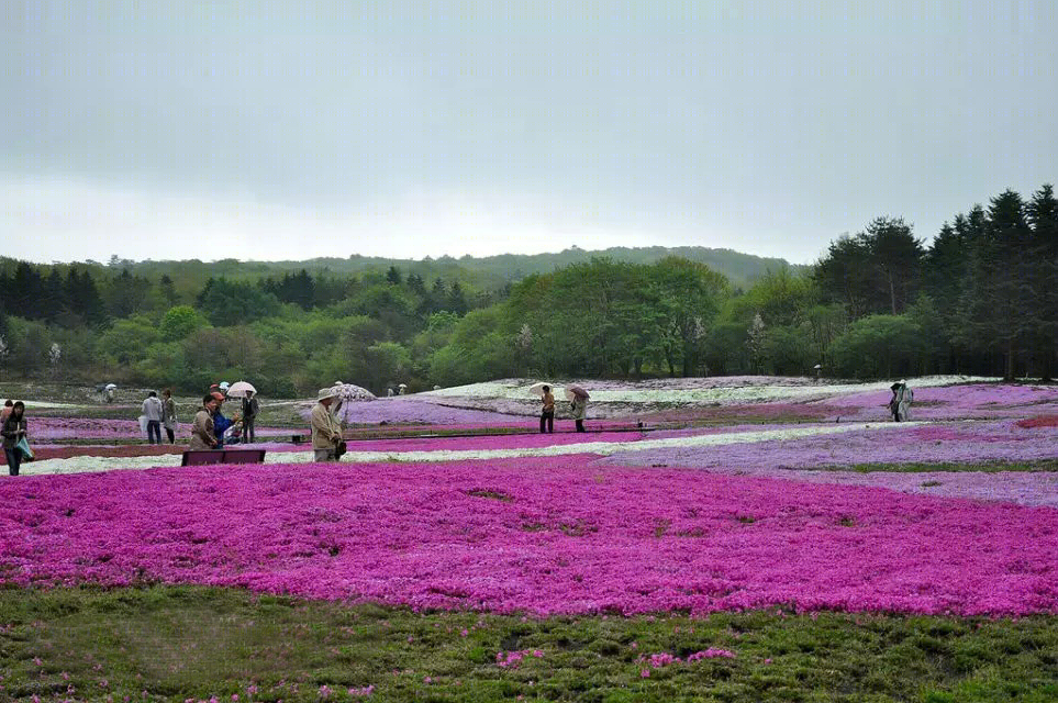 日本北海道芝樱公园-15