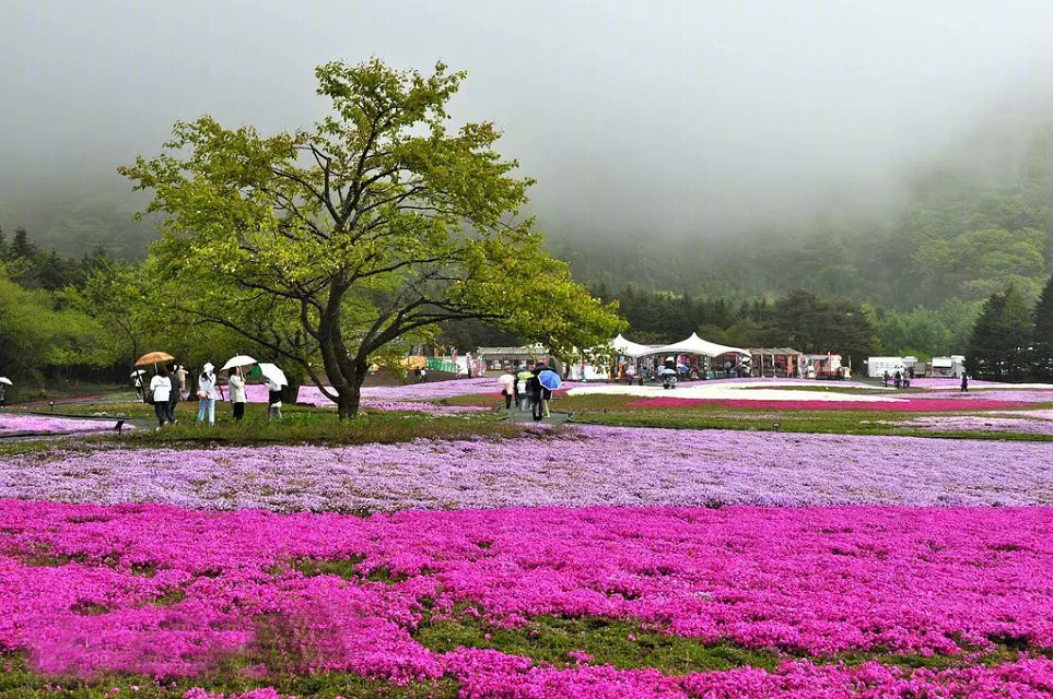 日本北海道芝樱公园-16