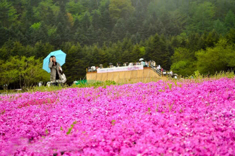 日本北海道芝樱公园-17