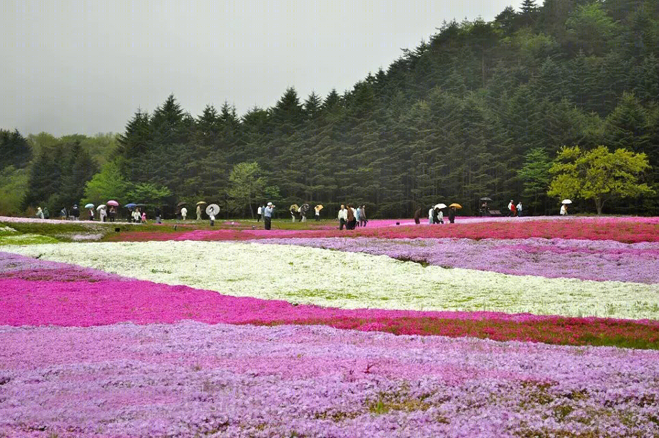 日本北海道芝樱公园-18