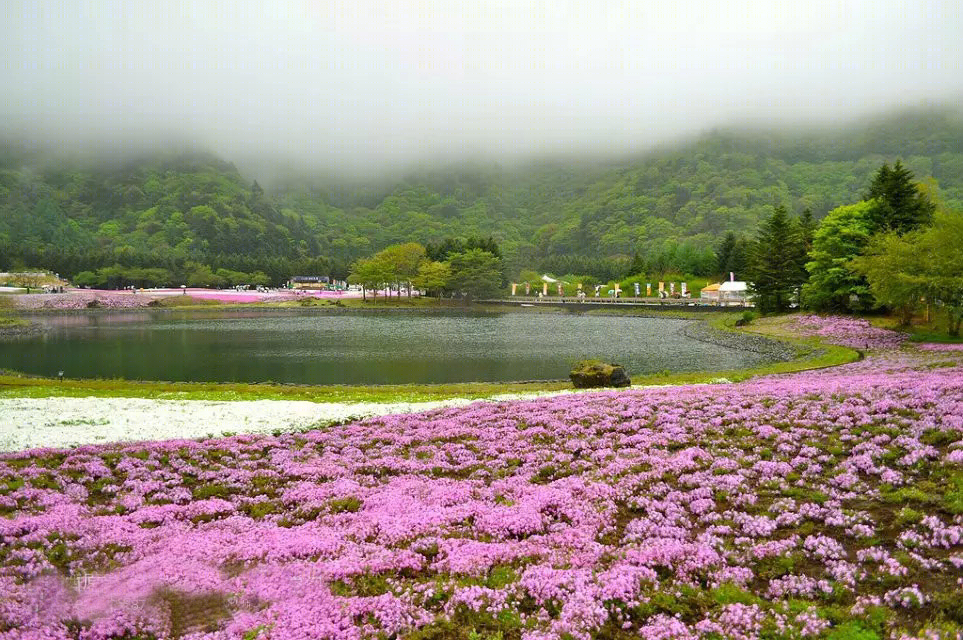 日本北海道芝樱公园-19