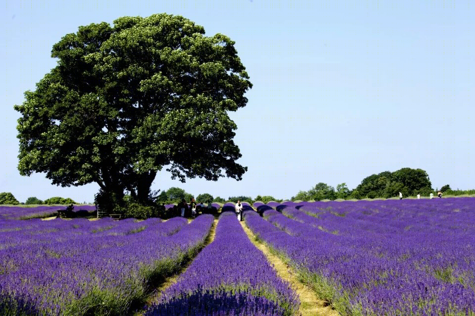 英国Mayfield薰衣草农场-35