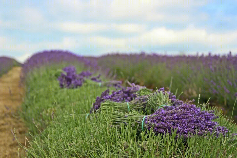 英国Mayfield薰衣草农场-36