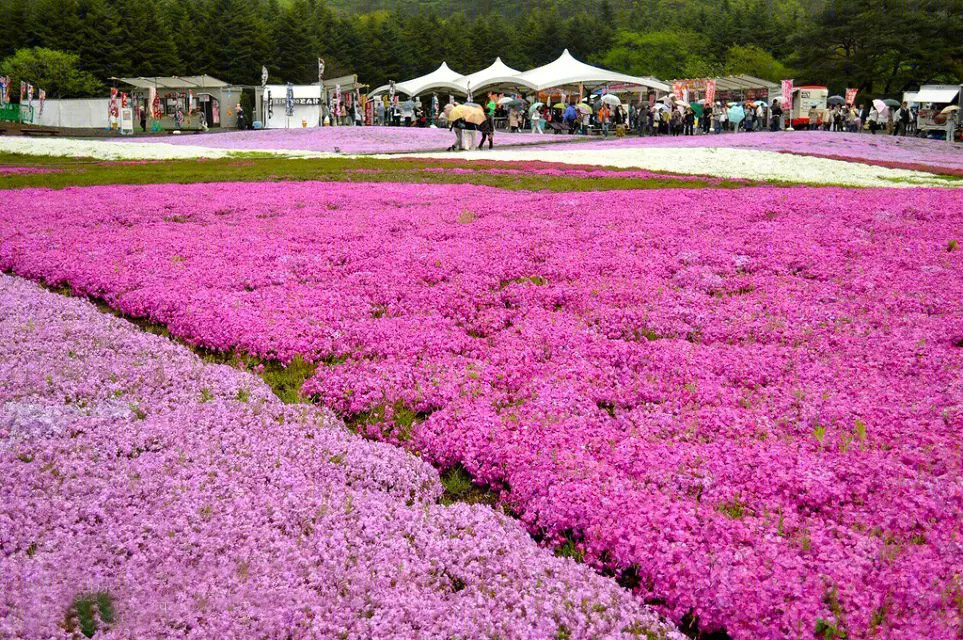 日本北海道芝樱公园-20