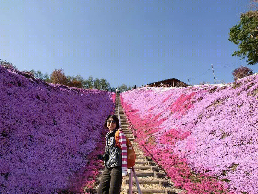 日本北海道芝樱公园-22