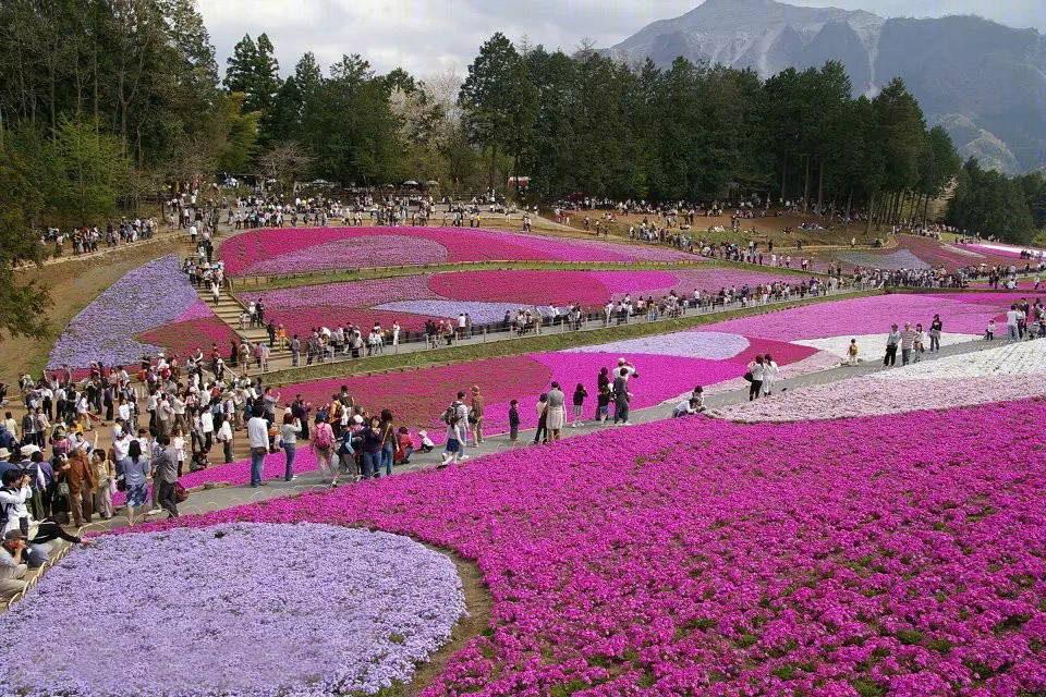 日本北海道芝樱公园-25