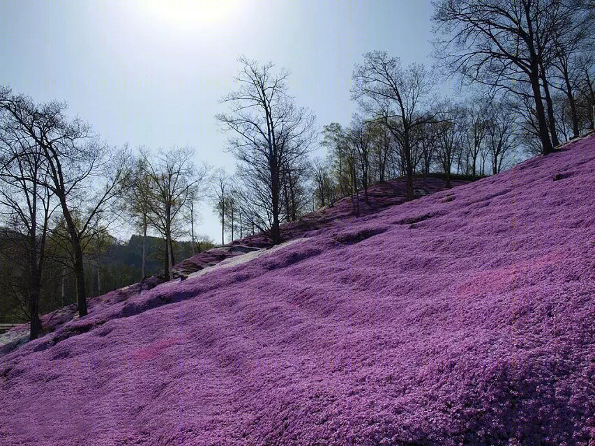 日本北海道芝樱公园-26