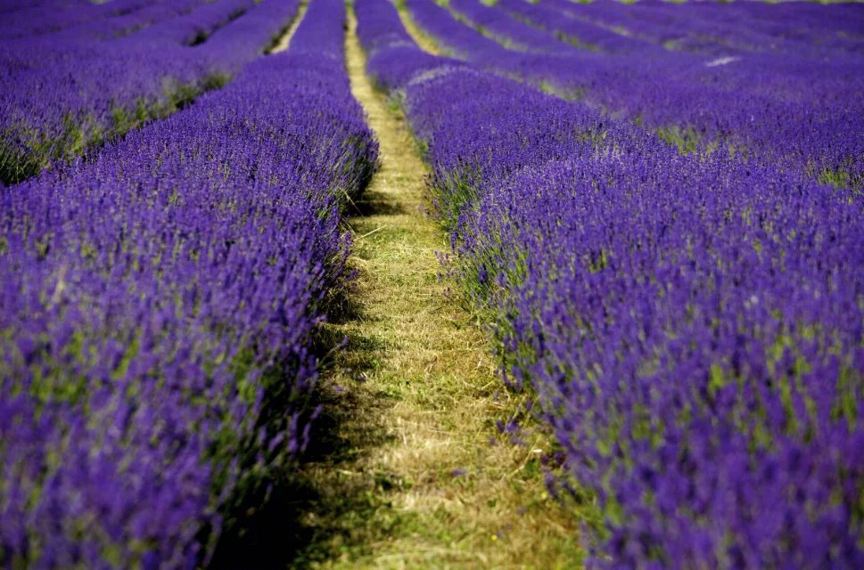 英国Mayfield薰衣草农场-37