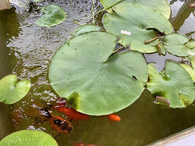 广州二沙岛金亚花园王宅-28