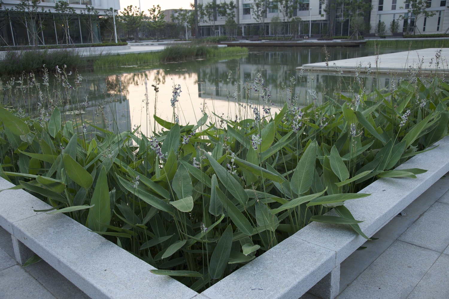 杜克大学昆山校区生态景观丨未来都市-14