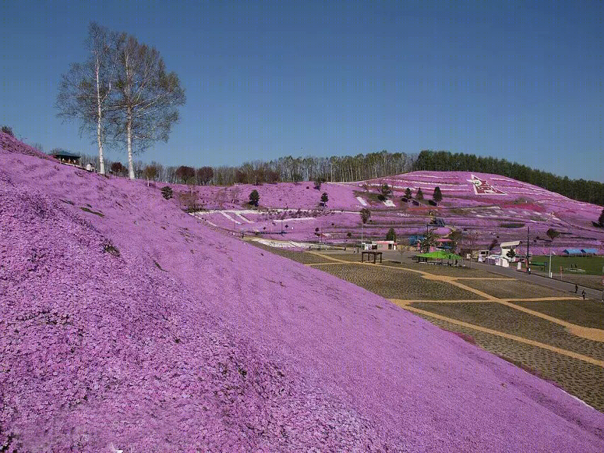 日本北海道芝樱公园-27