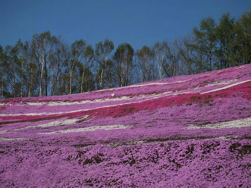 日本北海道芝樱公园-28