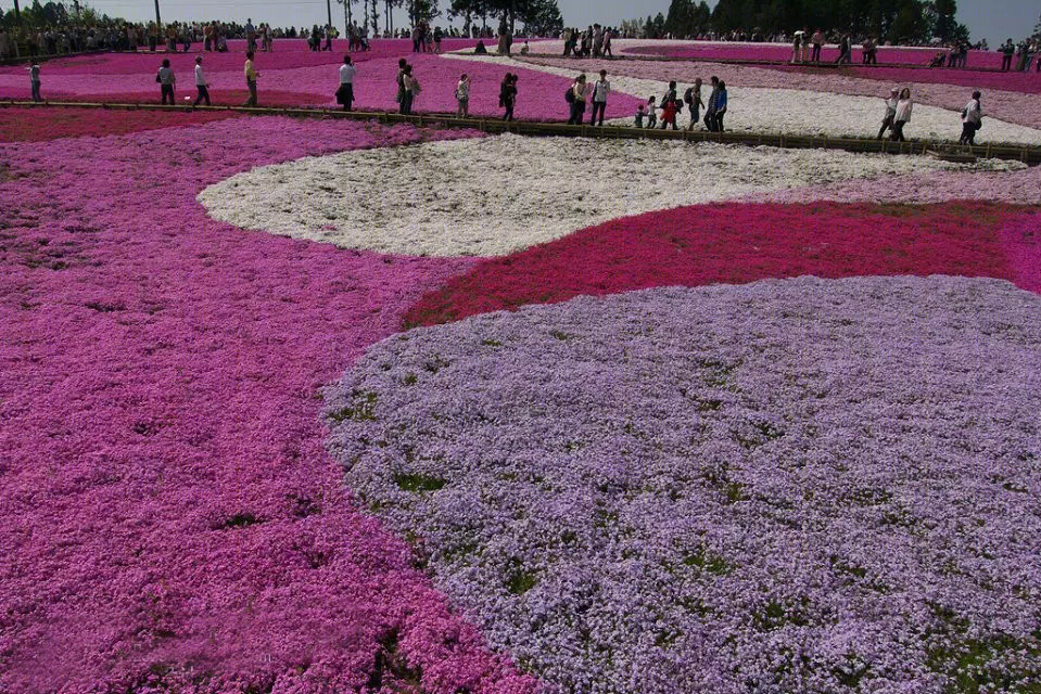 日本北海道芝樱公园-30