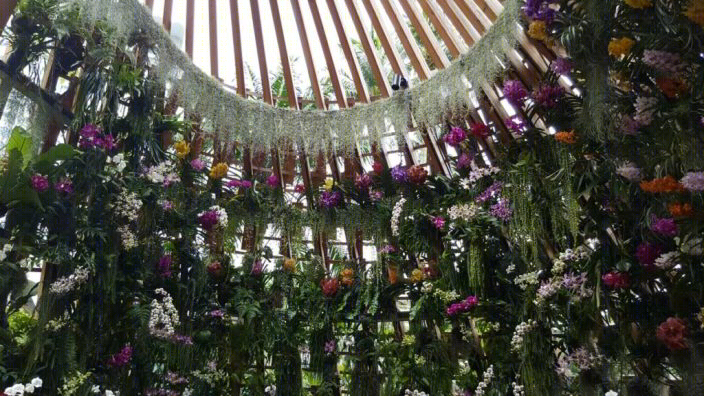 新加坡香格里拉酒店 45 周年兰花装置-11