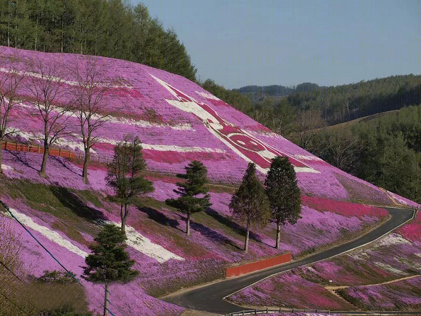 日本北海道芝樱公园-33