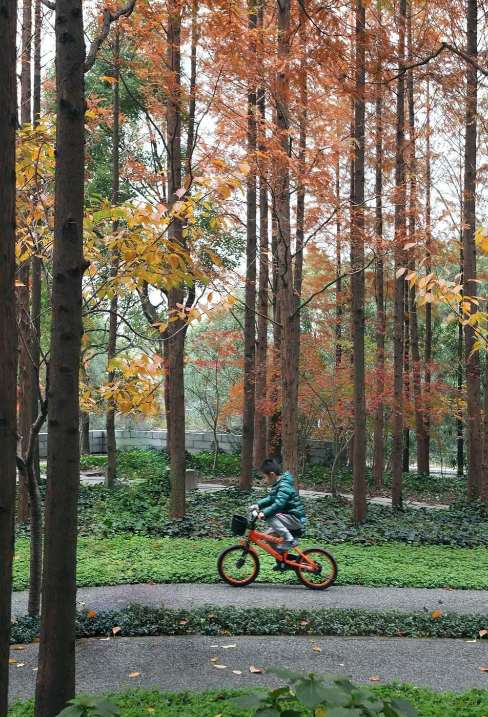 上海青浦南京公园-30