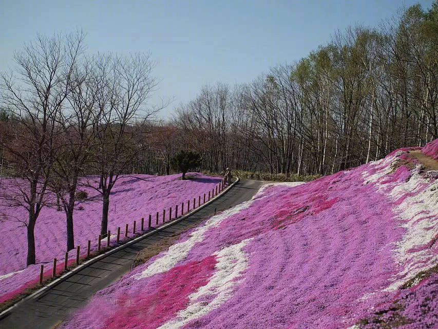 日本北海道芝樱公园-34